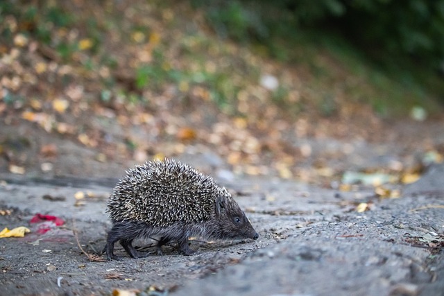 加盟罗马可 加盟罗马可